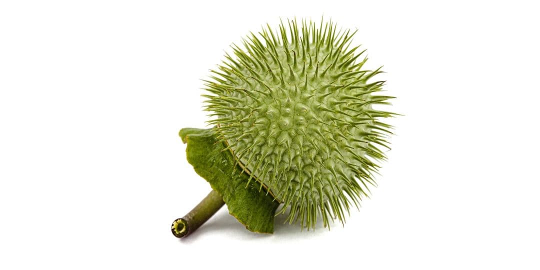 Datura